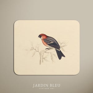 Pode incluir: Uma impressão em estilo vintage com um pássaro com cabeça vermelha, dorso cinza e cauda preta empoleirado em um galho. A obra de arte é definida em um fundo creme. O texto "JARDIN BLEU VINTAGE ART" é exibido na parte inferior.