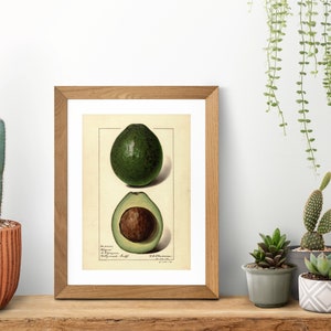 Vintage Avocado Print | Home decor avocado illustration | Vintage Kitchen Poster | Retro Avocado Print | Avo printed