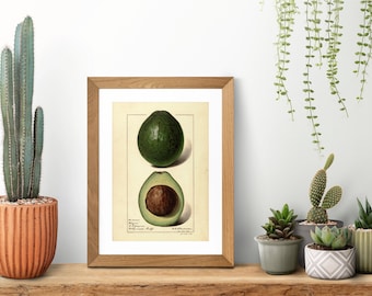 Vintage Avocado Print | Home decor avocado illustration | Vintage Kitchen Poster | Retro Avocado Print | Avo printed