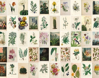Vintage flowers poster set for PRINT | Garden kit | Aesthetic Room Decor | Wall Prints | 50PCS Digital Download | 4x6 inches