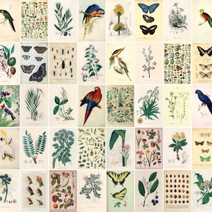 Vintage botanical poster wall collage kit for PRINT | Garden kit | Aesthetic Room Decor | Wall Prints | 50PCS Digital Download | 4x6 inches