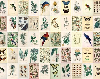 Vintage botanical poster wall collage kit for PRINT | Garden kit | Aesthetic Room Decor | Wall Prints | 50PCS Digital Download | 4x6 inches