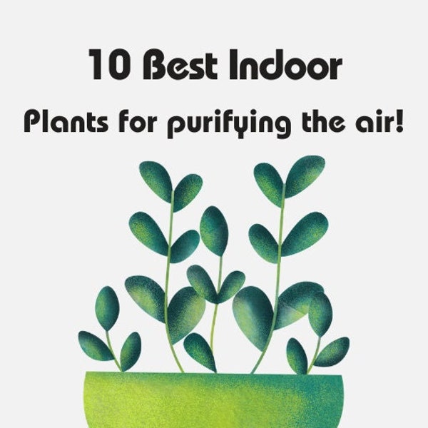 Top 10 Air-purifying Houseplants