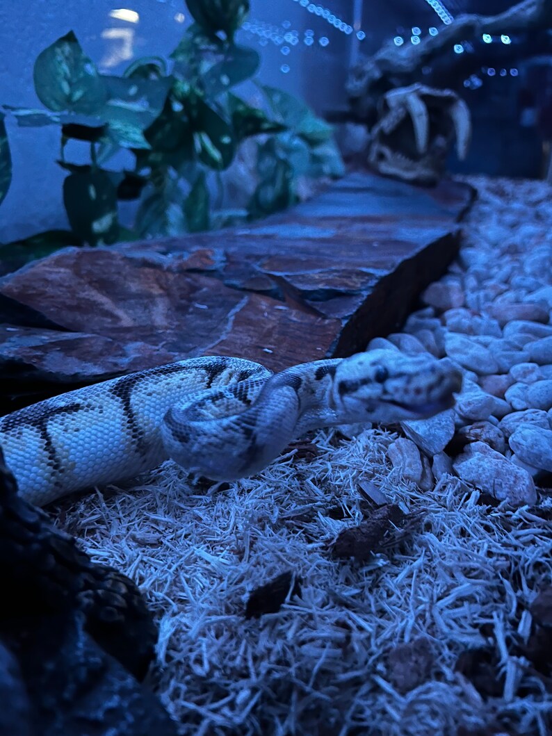 Canyon Brown Flagstone Segment for Aquariums, Terrariums, Pathways, and