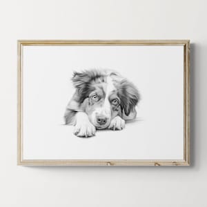 Australian Shepherd Print, Cute Dog Vintage Print, Dog Sketch, Farmhouse Decor, Australian Shepherd Gifts | Printable Digital Download