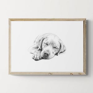 Może przedstawiać: Czarno-biały rysunek ołówkiem śpiącego psa rasy Labrador Retriever ze zmrużonymi oczami.