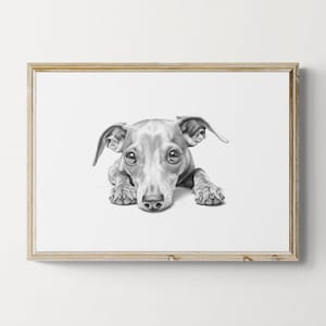 Italian Greyhound Print, Cute Dog Vintage Print, Dog Sketch, Farmhouse Decor, Italian Greyhound Gifts | Printable Digital Download