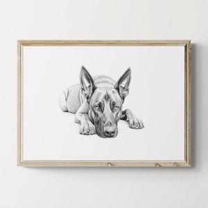 Belgian Malinois Print, Cute Dog Vintage Print, Dog Sketch, Farmhouse Decor, Belgian Malinois Gifts | Printable Digital Download