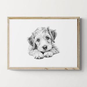 May include: A black and white pencil drawing of a fluffy white puppy with its head resting on its paws. The puppy is looking directly at the viewer with a sweet expression.