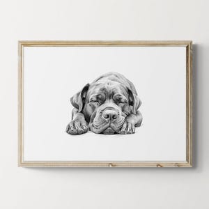 Sleeping Cane Corso Print, Dog Vintage Print, Dog Sketch, Farmhouse Decor, Cane Corso Gifts | Printable Digital Download