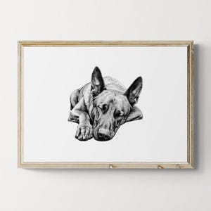Sleeping Belgian Malinois Print, Dog Vintage Print, Dog Sketch, Farmhouse Decor, Belgian Malinois Gifts | Printable Digital Download