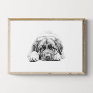 Leonberger Print, Cute Dog Vintage Print, Dog Sketch, Farmhouse Decor, Leonberger Gifts | Printable Digital Download