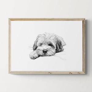 May include: Black and white pencil drawing of a small dog lying down on a white pillow. The dog has a fluffy coat and is looking at the viewer.