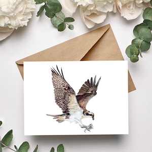 Seeadler 5er Postkartenset