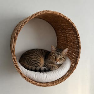 Può includere: Un gatto tigrato riposa in un letto rotondo per gatti in vimini. Il letto è montato su una parete bianca e presenta un morbido cuscino bianco. Il gatto ha strisce marroni e nere e guarda la fotocamera.