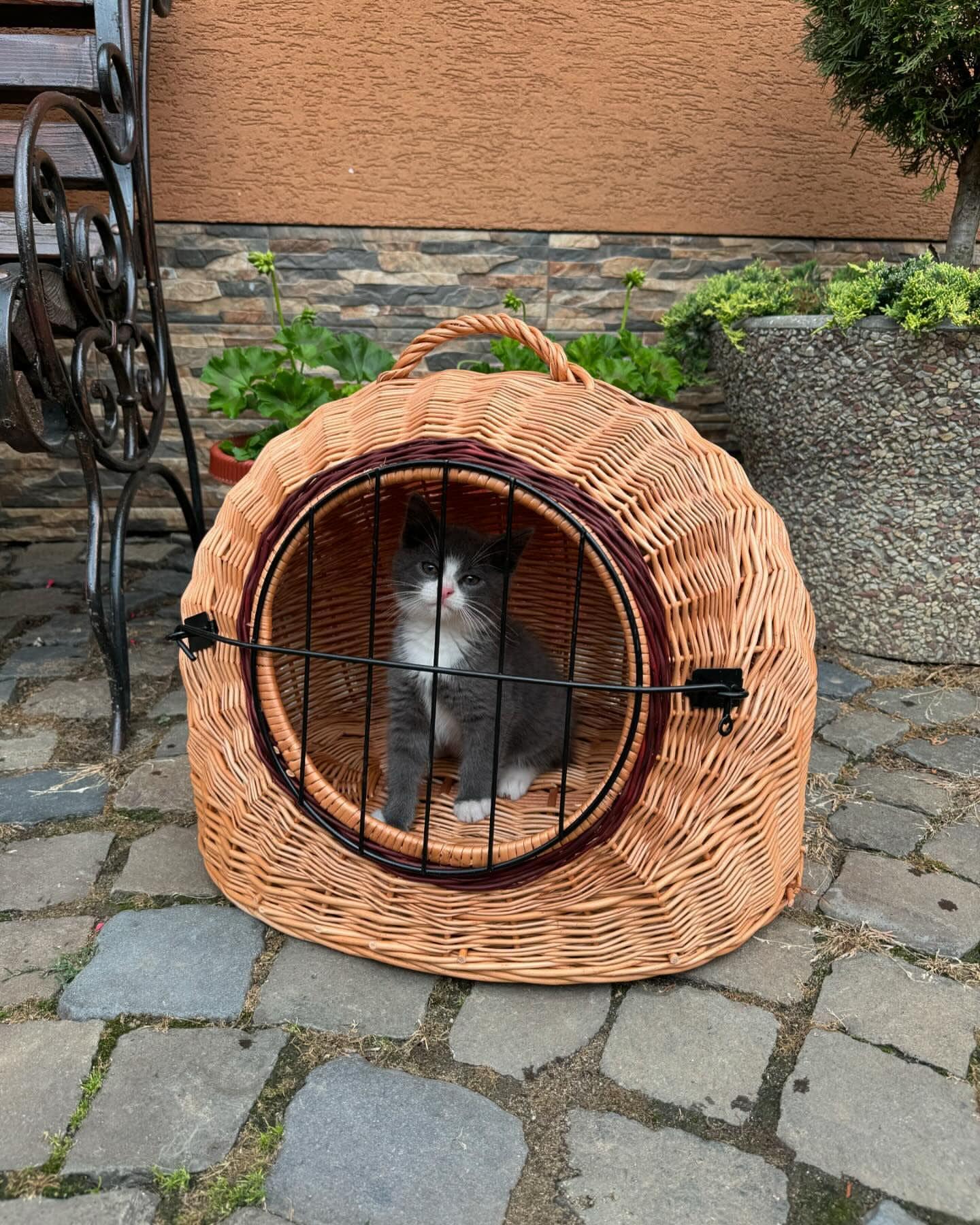 Road Runner Cat Baskets Pets At Home Roadrunner Door Carrier For