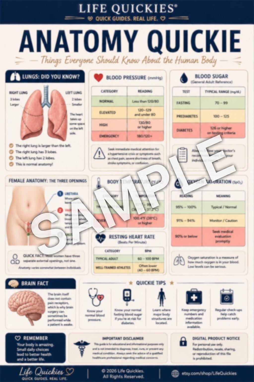 Human Body Anatomy Quick Reference Guide (digital Download) - Etsy