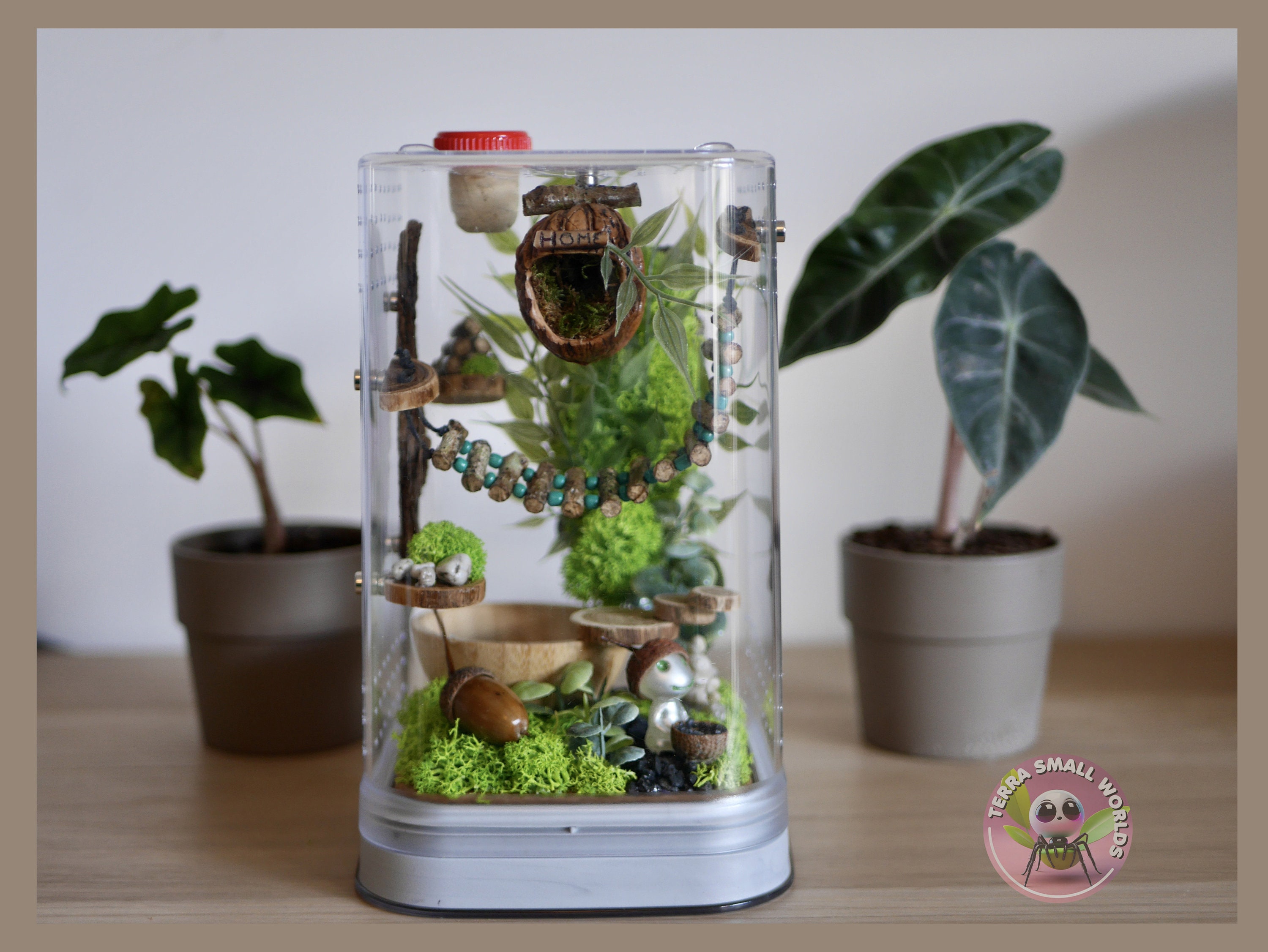 Ein Einzigartiges Terrarium, Um Springspinnen Als H Produktbild-Vorschau 12