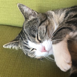 Naturally fallen cats whiskers