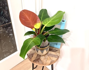 Philodendron Red Moon Variegated Plant | Rare Tropical Houseplant