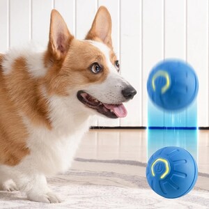 May include: A blue and yellow interactive dog toy that bounces and rolls. The toy has a textured surface and a light on the side. A dog is looking at the toy.
