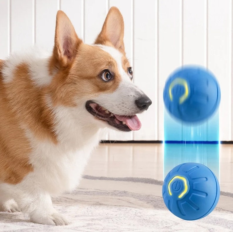 May include: A blue and yellow interactive dog toy that bounces and rolls. The toy has a textured surface and a light on the side. A dog is looking at the toy.