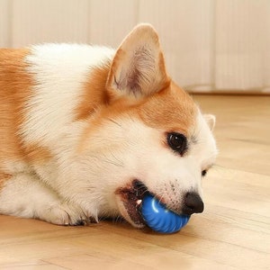May include: A brown and white dog with a blue rubber chew toy in its mouth. The dog is lying on a wooden floor.