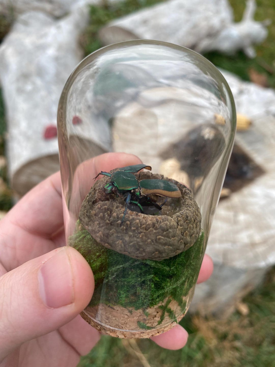 Cottage Insect Green Figeater Beetle Specimen Cotinis Mutabilis Display Insect ...