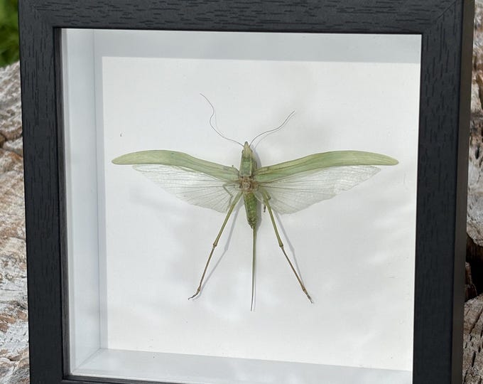 Sword-bearing Conehead Katydid Shadow Box Real Insect Specimen ...