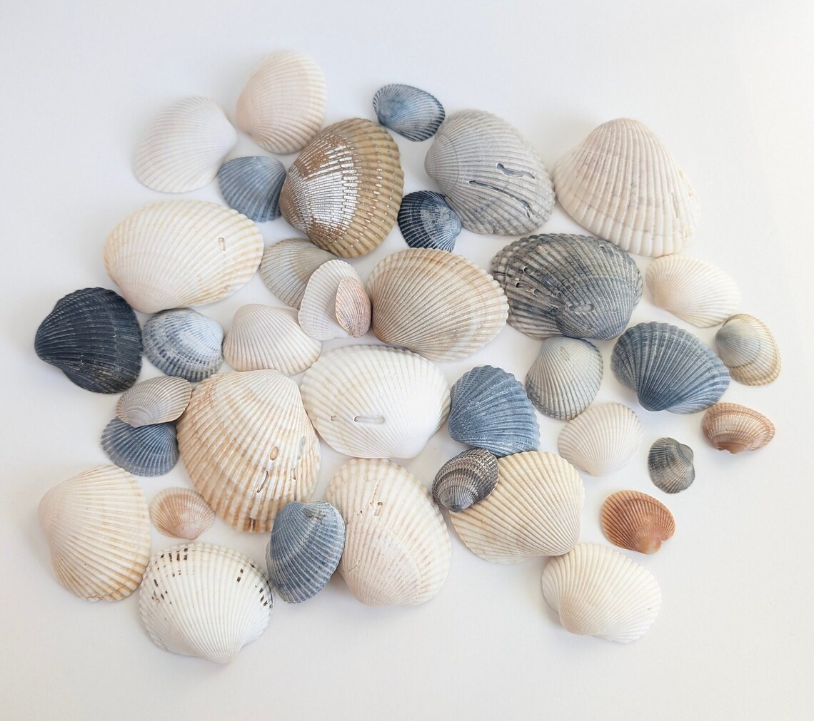 Imperfect Florida Clam Shells | 20 Count Seashells | Natural Coastal ...