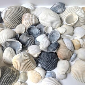 Imperfect Florida Clam Shells | 20 count Seashells | Natural Coastal Decor