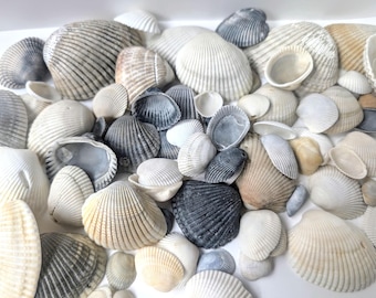 Imperfect Florida Clam Shells | 20 count Seashells | Natural Coastal Decor