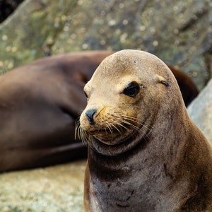 Close-up sea lion portrait: nature photography on Fuji photo paper – option with frame and mount