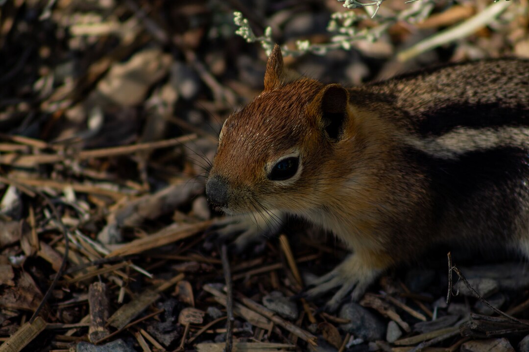 Detailed Close-up of a Chipmunk | Nature Photography | Wall Decor - Etsy