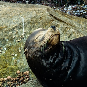 Seal sunbathing - photo print on Fuji paper - nature photography - wall decoration - sea creature