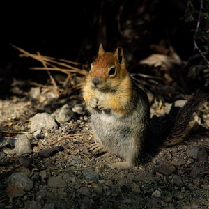 Scoiattolo illuminato dal sole – Fotografia naturale della fauna selvatica