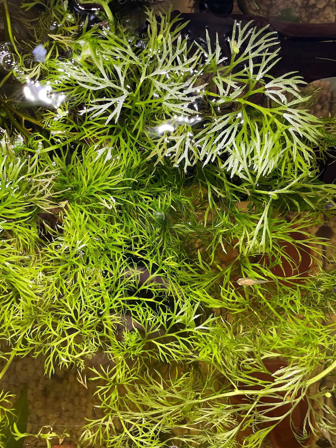 Water Wisteria Floating Plant Etsy