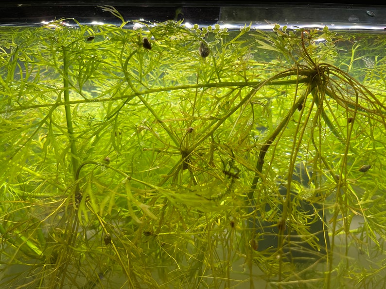 Water Wisteria Floating Plant Etsy