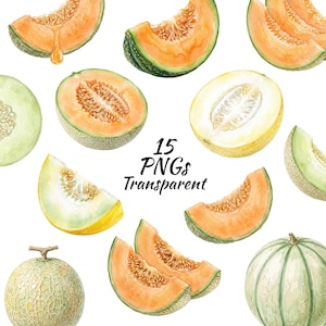 Puede incluir: Una colección de ilustraciones en acuarela que muestran varias rodajas, mitades y frutas enteras de melón cantalupo y melón dulce en tonos naranja, verde pálido y amarillo. El texto 15 PNGs Transparent está centrado en letras cursivas negras.