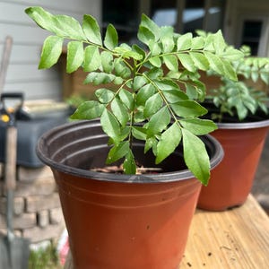 Very Fragrant Curry Leaf Plant–Best Quality Murraya Koenigii Tree, 6” Live Plant, Texas Grown, Fresh Aromatic Curry Leaves Cooking Gardening