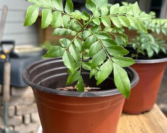 Very Fragrant Curry Leaf PlantBest Quality Murraya Koenigii Tree, 6” Plant, Texas Grown, Fresh Aromatic Curry Leaves Gardening No Ship CA LA