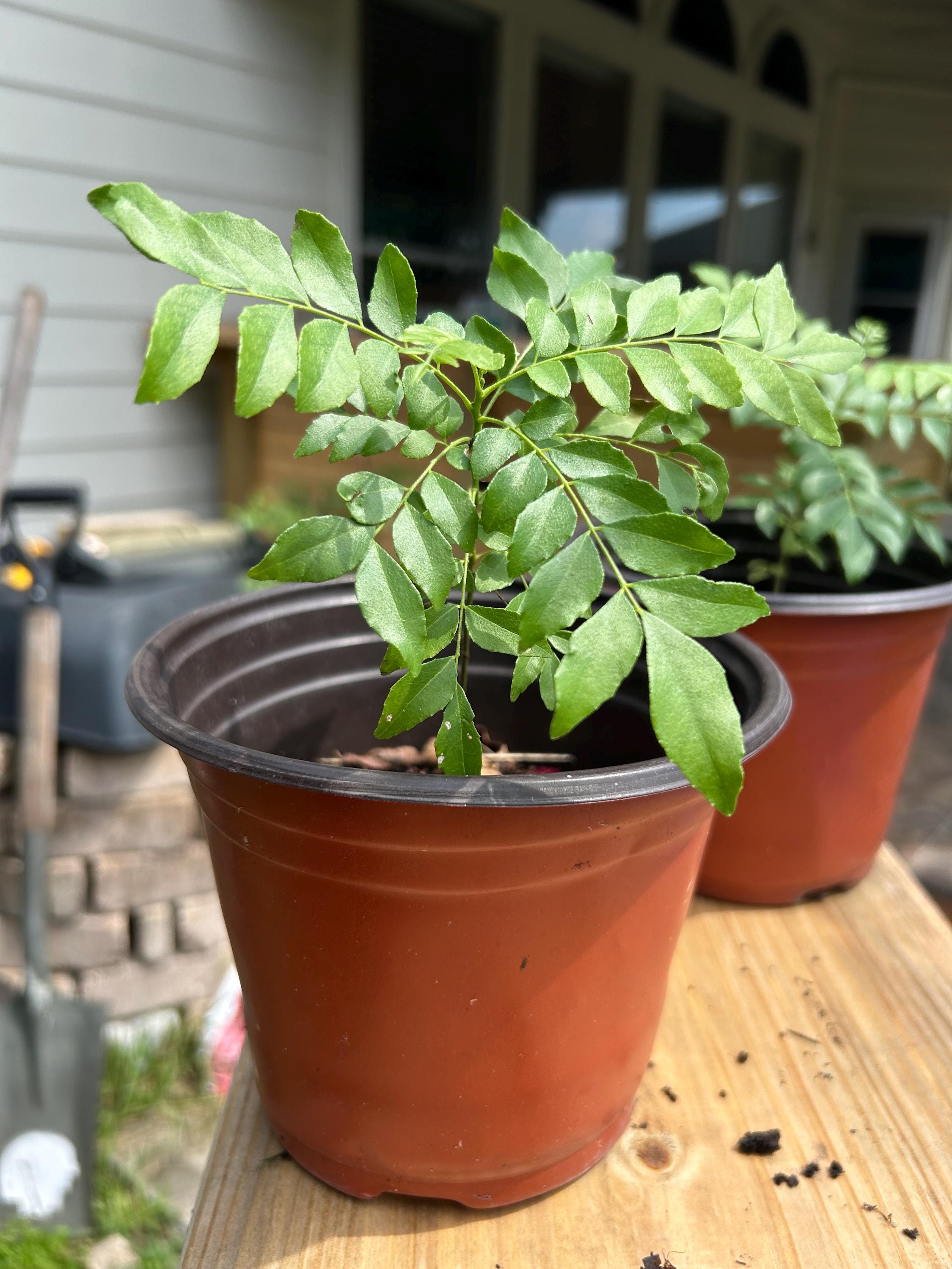 rhododendron gelbtafeln Gelbtafeln (kleinformatig)  Urban Gardeners