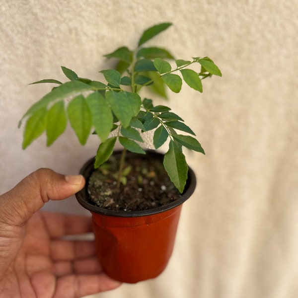 Curry leaf plant 6” height