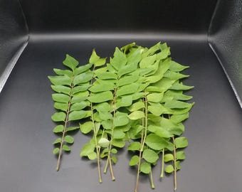 Fresh Organic Indian Curry Leaves (kari Patta) 10 Stems Very
