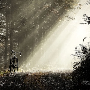 May include: A black bicycle is parked on a dirt path in a forest. The sun is shining through the trees, creating a misty, ethereal atmosphere.