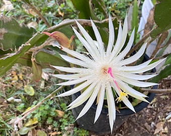 Epiphyllum Hookeri Queen of the Night Cactus