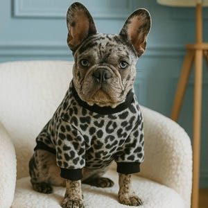 Pode incluir: Um buldogue francês usa um suéter cinza e preto com estampa de leopardo e punhos pretos. O cão tem uma pelagem manchada e olhos azuis. Ele está sentado em uma cadeira branca. O fundo é uma parede azul clara e uma lâmpada de madeira.
