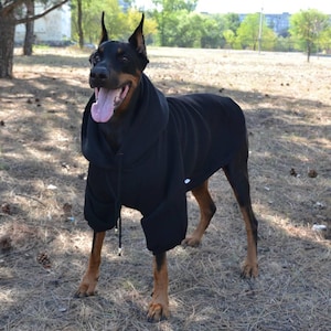May include: A black Doberman Pinscher dog wearing a black hoodie. The dog has a pink tongue hanging out and is standing in a grassy area with trees in the background. The dog's fur is black and brown.