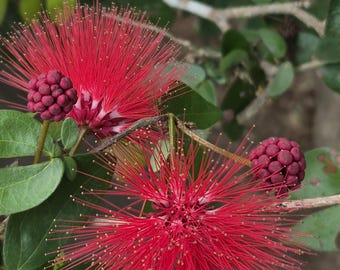 Red Powderpuff Flower, Scarlet Crimson Blooms, Tropical Shrub Calliandra haematocephala