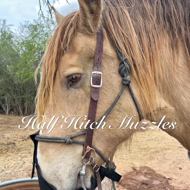 Riding Horse Muzzle - Etsy